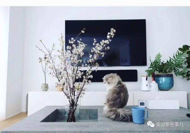 一對眼睛超級大大大的喵兄妹，哥哥高冷妹妹軟萌，簡直太可愛了啊啊啊