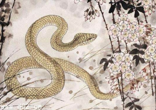 四生肖2019犯太歲，該怎麼化解？