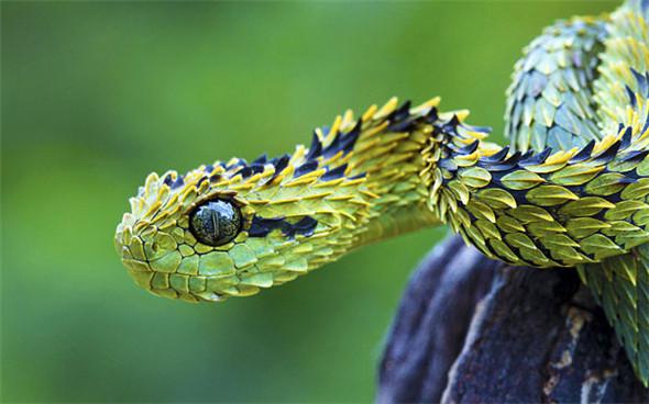 見過「這種蛇」嗎？好邪惡的生物~（各種罕見物種大盤點！）