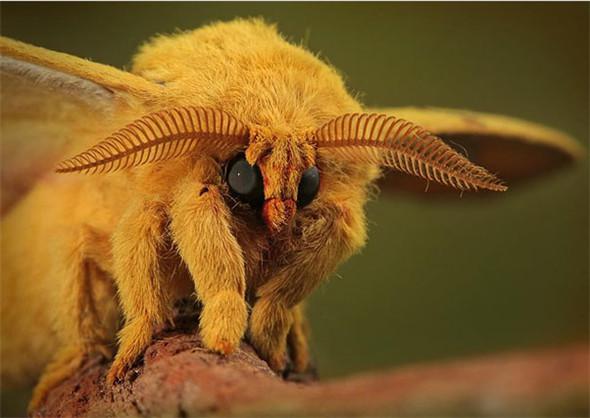 見過「這種蛇」嗎？好邪惡的生物~（各種罕見物種大盤點！）