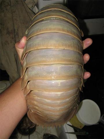 見過「這種蛇」嗎？好邪惡的生物~（各種罕見物種大盤點！）