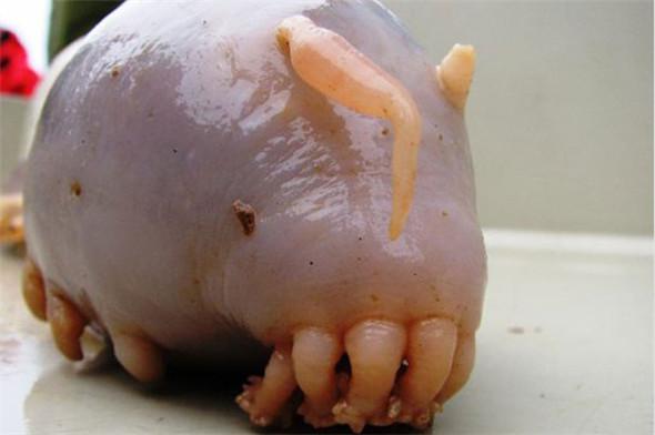 見過「這種蛇」嗎？好邪惡的生物~（各種罕見物種大盤點！）