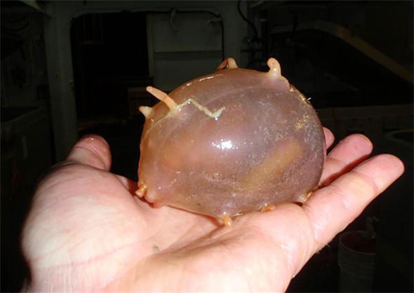 見過「這種蛇」嗎？好邪惡的生物~（各種罕見物種大盤點！）