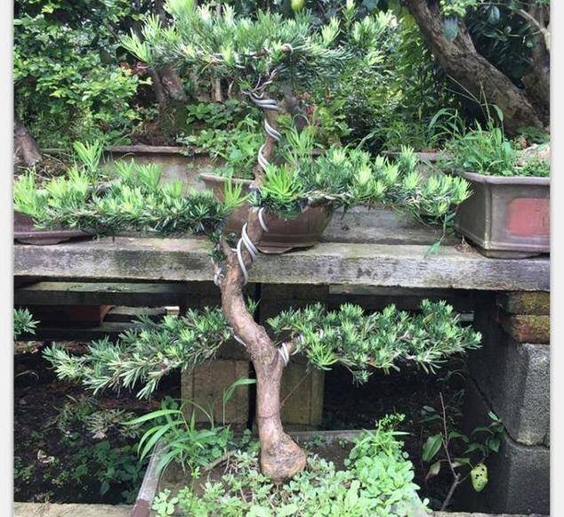 大門前千萬別瞎種，六種樹「旺宅」，3種樹是「大忌」，種錯了，很不吉利