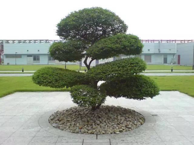 植物風水學知識，庭院種樹必知！