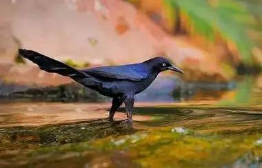 【性格命運測試】看看你的生日，測你的性格代表什麼鳥？做個測試吧！