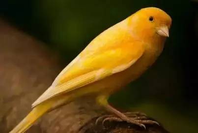 【性格命運測試】看看你的生日，測你的性格代表什麼鳥？做個測試吧！