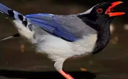 【性格命運測試】看看你的生日，測你的性格代表什麼鳥？做個測試吧！