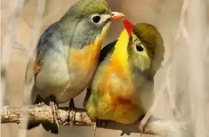 【性格命運測試】看看你的生日，測你的性格代表什麼鳥？做個測試吧！