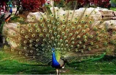 【性格命運測試】看看你的生日，測你的性格代表什麼鳥？做個測試吧！