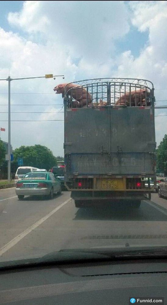 屠宰車上的大胖豬「不甘受死」竟在國道上跳車求生！沒想到最後，竟讓大家都看傻眼了....