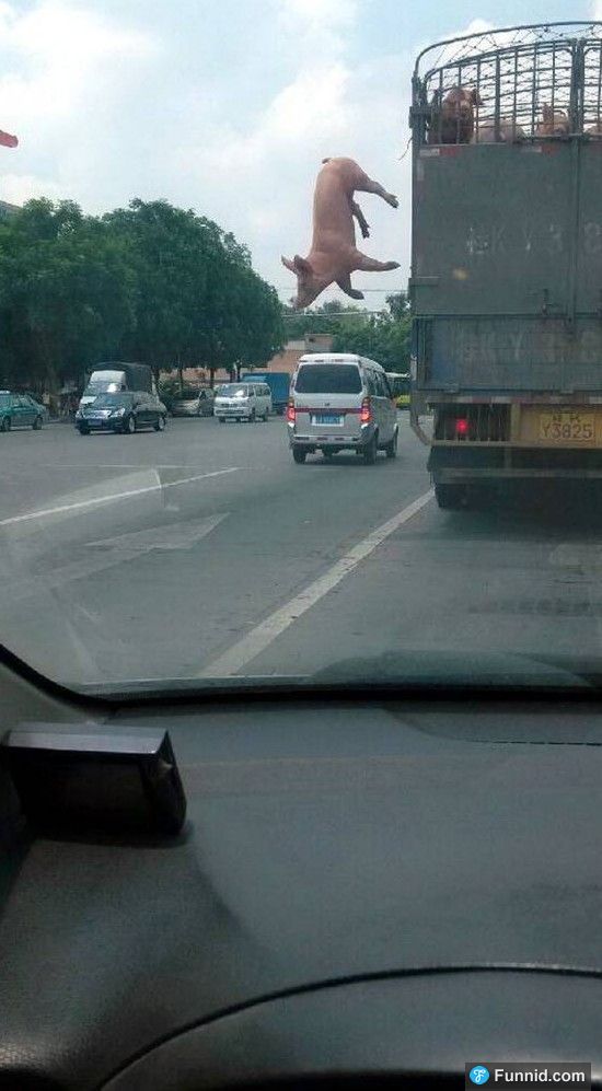 屠宰車上的大胖豬「不甘受死」竟在國道上跳車求生！沒想到最後，竟讓大家都看傻眼了....
