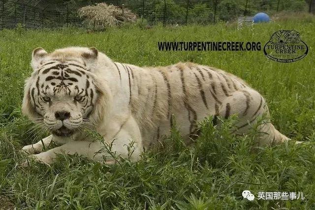 世界最丑白虎的故事終於曝光，滿是殘酷無奈的血淚現實……
