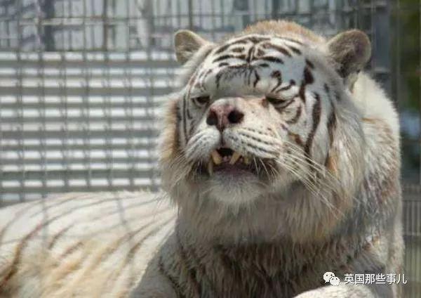 世界最丑白虎的故事終於曝光，滿是殘酷無奈的血淚現實……