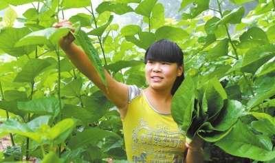 糖尿病的「天敵」終於找到了，常吃修復胰島功能，降糖又穩糖 