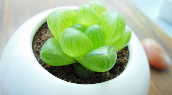 十二生肖養什麼植物最旺自己的財運！