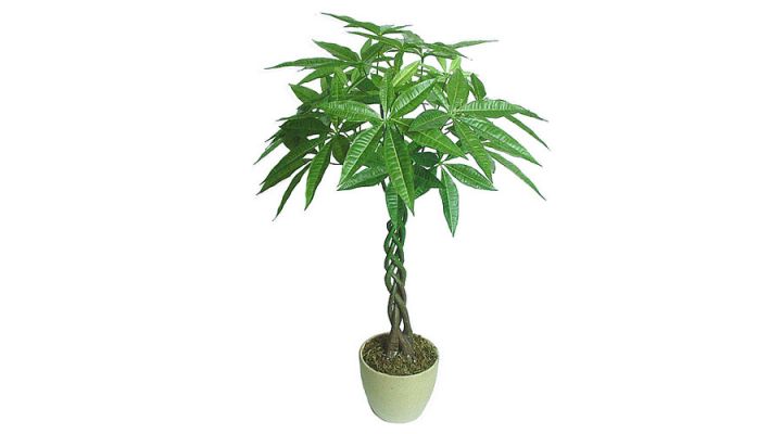 十二生肖養什麼植物最旺自己的財運！