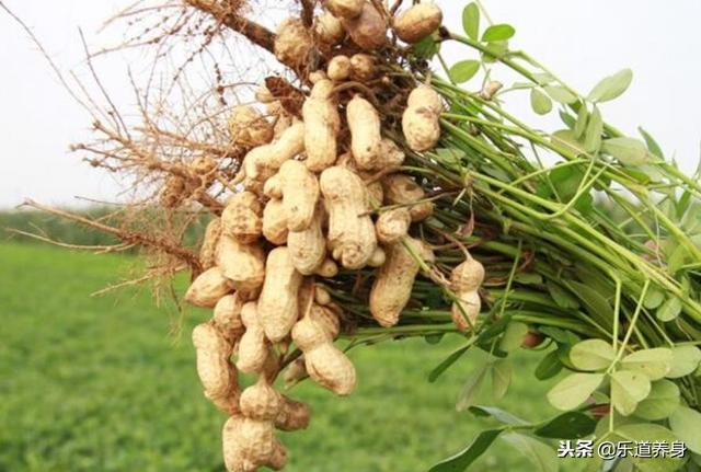 早上每天空腹時吃一把花生，堅持一月，3個好處不請自來！