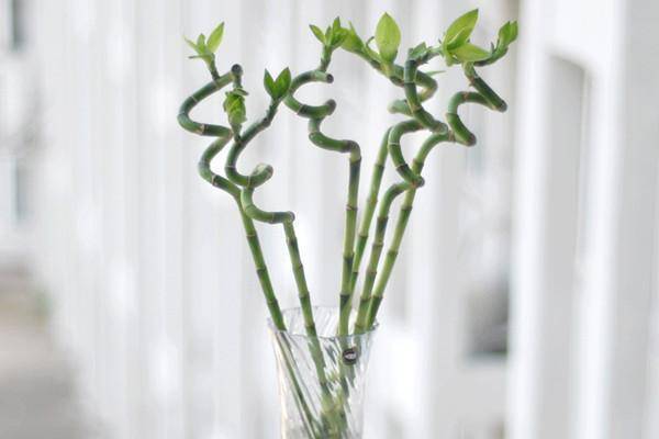 家裡養的富貴竹，一定要放在這裡，才能招財、化煞、保平安