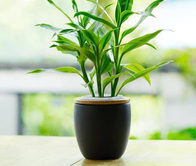 家裡養的富貴竹，一定要放在這裡，才能招財、化煞、保平安