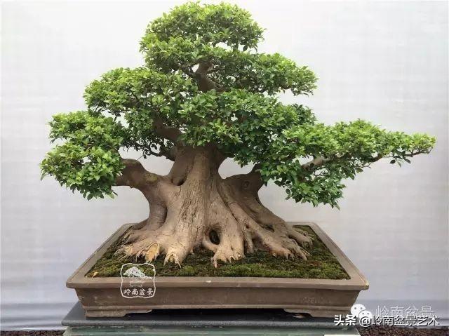 價值600萬的榕樹盆景