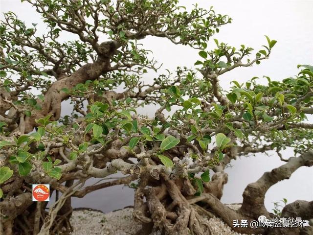 價值600萬的榕樹盆景