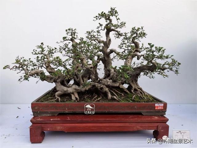 價值600萬的榕樹盆景