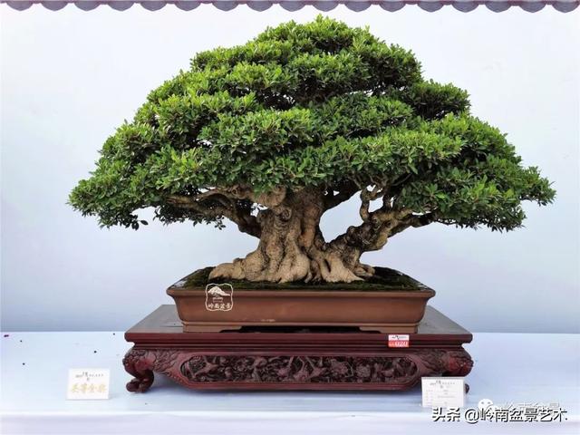 價值600萬的榕樹盆景
