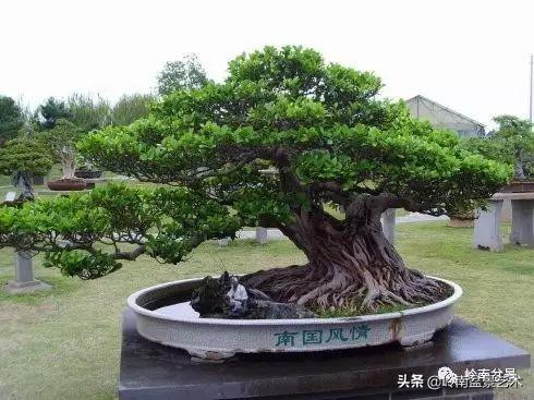 價值600萬的榕樹盆景