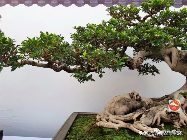 價值600萬的榕樹盆景