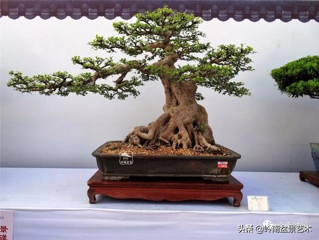 價值600萬的榕樹盆景