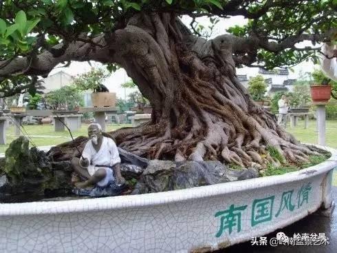 價值600萬的榕樹盆景