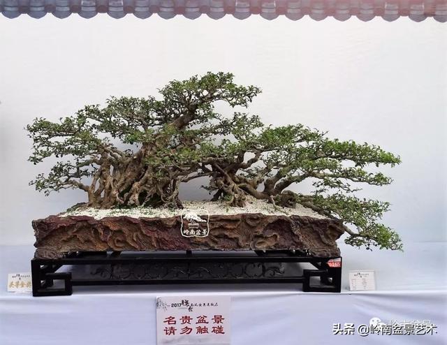 價值600萬的榕樹盆景