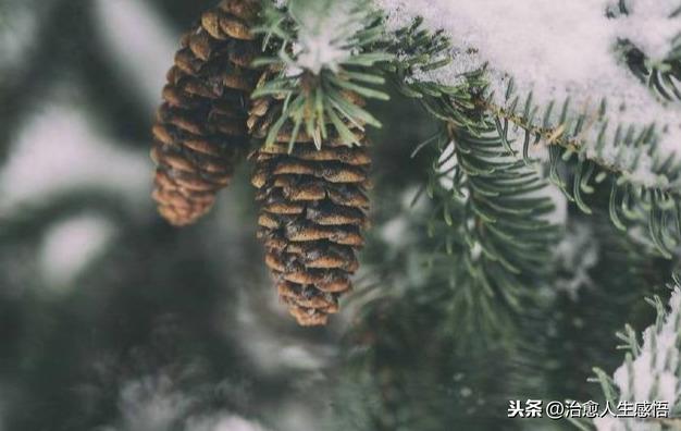 做人，彆強求，別將就！（深刻）