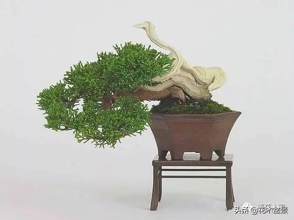 做好盆景要先把枝條做好 !
