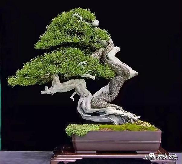 做好盆景要先把枝條做好 !
