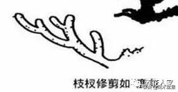 做好盆景要先把枝條做好 !