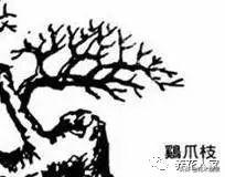 做好盆景要先把枝條做好 !