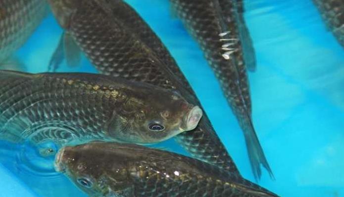 愛吃魚的人注意了，水產專家「從來不吃這4種魚」，但很可能出現在你家餐桌上！