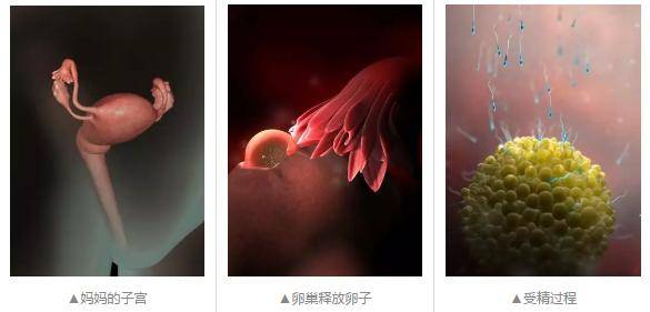 懷胎十月，胎寶寶都在媽媽肚子裡幹嘛呢？跟你說，超忙！