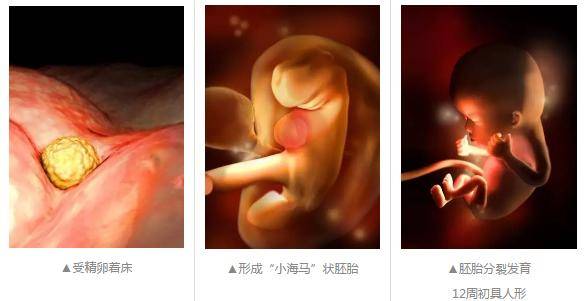 懷胎十月，胎寶寶都在媽媽肚子裡幹嘛呢？跟你說，超忙！
