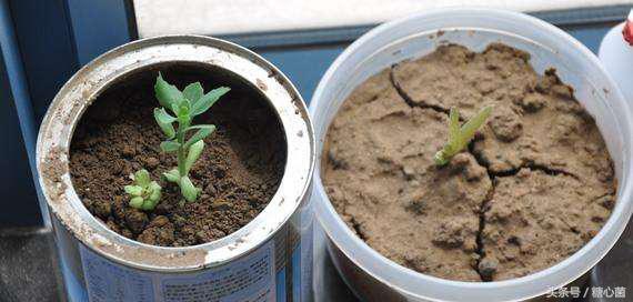 花盆土變硬板結怎麼辦？老花農教你一招，不用換土花兒也蹭蹭長好