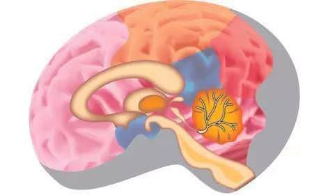 每天早晚活動一次，防止腦衰老、腦萎縮，方法很簡單，今天才知道