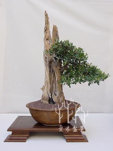 盆景樁材多餘的枝幹這麼用，讓樹樁華麗變身
