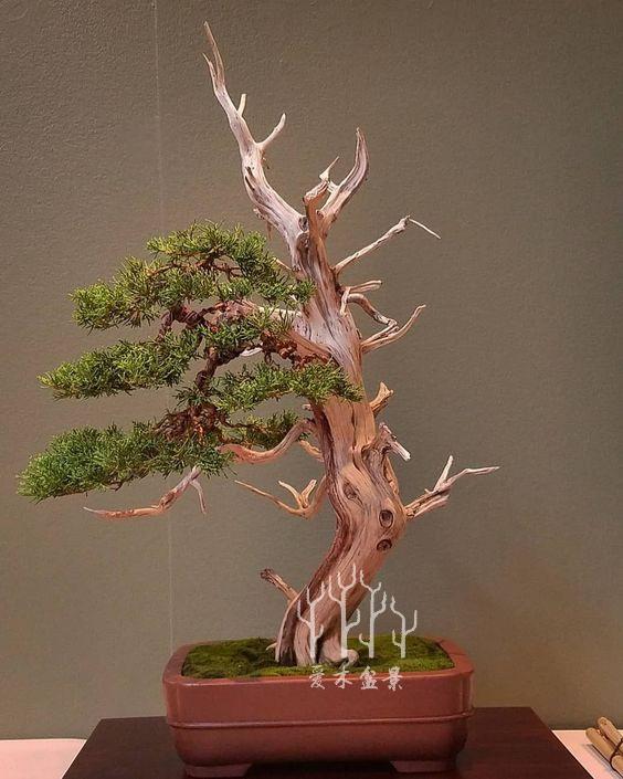 盆景樁材多餘的枝幹這麼用，讓樹樁華麗變身