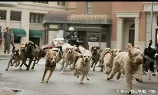 人被狗追的時候，為什麼人只要一蹲下狗就會跑？看完解開多年疑惑 