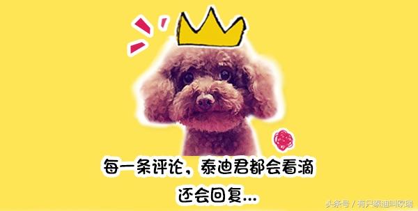 人被狗追的時候，為什麼人只要一蹲下狗就會跑？看完解開多年疑惑 
