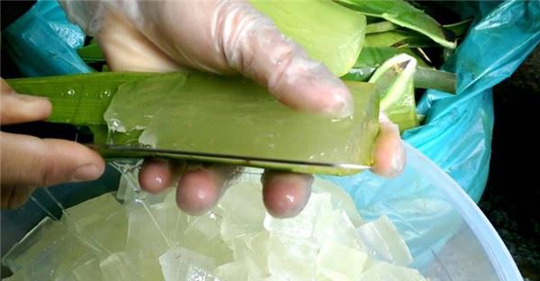 醫生不會告訴你的蘆薈「13種神奇效用」，快在家裡種一盆，保證美觀又好用！ 