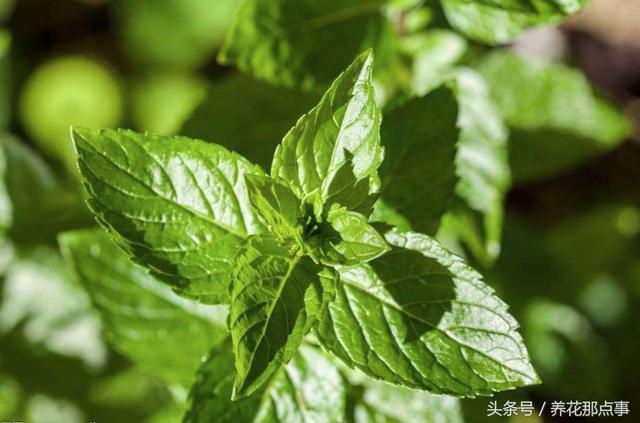 我不是神藥是草藥，盤點那些常並且適合家庭種植的11種藥用植物