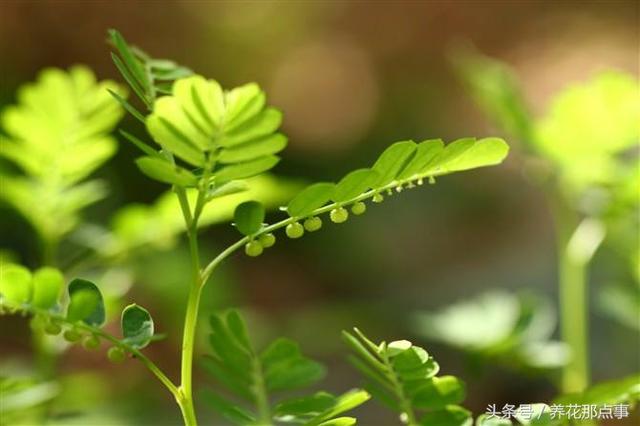 我不是神藥是草藥，盤點那些常並且適合家庭種植的11種藥用植物